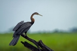 Africa;African-Darter;African-Darters;Anhinga-rufa;animal;animals;avian;bird;bird-spotting;bird-watching;bird_watching;birds;Botswana;Chobe-N.P.;Chobe-National-Park;Chobe-NP;Chobe-River;Chobe-River-boat-trip;Chobe-River-boat-trips;Chobe-River-cruise;Chobe-River-cruises;Darter;Darters;eco-tourism;eco_tourism;ecotourism;Fauna;Kasane;national-park;national-parks;Natural;Nature;Ornithology;Snakebird;Snakebirds;Southern-Africa;wild;wildlife