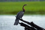 Africa;African-Darter;African-Darters;Anhinga-rufa;animal;animals;avian;bird;bird-spotting;bird-watching;bird_watching;birds;Botswana;Chobe-N.P.;Chobe-National-Park;Chobe-NP;Chobe-River;Chobe-River-boat-trip;Chobe-River-boat-trips;Chobe-River-cruise;Chobe-River-cruises;Darter;Darters;eco-tourism;eco_tourism;ecotourism;Fauna;Kasane;national-park;national-parks;Natural;Nature;Ornithology;Snakebird;Snakebirds;Southern-Africa;wild;wildlife