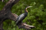 Africa;African-Darter;African-Darters;Anhinga-rufa;animal;animals;avian;bird;bird-spotting;bird-watching;bird_watching;birds;Botswana;Chobe-N.P.;Chobe-National-Park;Chobe-NP;Chobe-River;Chobe-River-boat-trip;Chobe-River-boat-trips;Chobe-River-cruise;Chobe-River-cruises;Darter;Darters;eco-tourism;eco_tourism;ecotourism;Fauna;Kasane;national-park;national-parks;Natural;Nature;Ornithology;Snakebird;Snakebirds;Southern-Africa;wild;wildlife