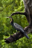 Africa;African-Darter;African-Darters;Anhinga-rufa;animal;animals;avian;bird;bird-spotting;bird-watching;bird_watching;birds;Botswana;Chobe-N.P.;Chobe-National-Park;Chobe-NP;Chobe-River;Chobe-River-boat-trip;Chobe-River-boat-trips;Chobe-River-cruise;Chobe-River-cruises;Darter;Darters;eco-tourism;eco_tourism;ecotourism;Fauna;Kasane;national-park;national-parks;Natural;Nature;Ornithology;Snakebird;Snakebirds;Southern-Africa;wild;wildlife