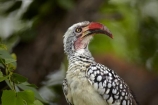 Africa;African;Animal;animals;avian;bird;bird-spotting;bird-watching;bird_watching;birds;Botswana;eco-tourism;eco_tourism;ecotourism;Fauna;game-park;game-parks;Game-Reserve;game-reserves;hornbill;hornbills;Moremi;Moremi-Game-Reserve;Moremi-Reserve;national-park;national-parks;Natural;Nature;Ornithology;park;parks;red-billed-hornbill;red-billed-hornbills;red_billed-hornbill;red_billed-hornbills;redbilled-hornbill;redbilled-hornbills;reserve;reserves;safari;safaris;Southern-Africa;southern-red-billed-hornbill;southern-red-billed-hornbills;southern-red_billed-hornbill;southern-red_billed-hornbills;southern-redbilled-hornbill;southern-redbilled-hornbills;Tockus-rufirostris;widlife-parks;wild;wildlife;wildlife-park