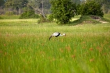 Africa;African;Animal;animals;avian;bird;bird-spotting;bird-watching;bird_watching;birds;Botswana;crane;cranes;eco-tourism;eco_tourism;ecotourism;Fauna;game-park;game-parks;Game-Reserve;game-reserves;Grus-carunculata;Moremi;Moremi-Game-Reserve;Moremi-Reserve;national-park;national-parks;Natural;Nature;Ornithology;park;parks;reserve;reserves;safari;safaris;Southern-Africa;Wattled-Crane;Wattled-Cranes;widlife-parks;wild;wildlife;wildlife-park