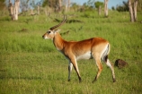 Africa;African;African-animals;African-wildlife;animal;animals;antelope;antelopes;Botswana;game-drive;game-park;game-parks;Game-Reserve;game-reserves;game-viewing;Kobus-leche;Kobus-leche-leche;lechwe;lechwes;mammal;mammals;Moremi;Moremi-Game-Reserve;Moremi-Reserve;national-park;national-parks;park;parks;Red-lechwe;Red-lechwes;reserve;reserves;safari;safaris;Southern-Africa;widlife-parks;wildlife;wildlife-park