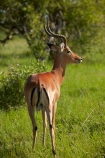 Aepyceros-melampus;Aepyceros-melampus-melampus;Africa;African;African-animals;African-wildlife;animal;animals;antelope;antelopes;Botswana;game-drive;game-park;game-parks;Game-Reserve;game-reserves;game-viewing;horns;impala;impalas;make;male;male-impala;male-impalas;males;mammal;mammals;Moremi;Moremi-Game-Reserve;Moremi-Reserve;national-park;national-parks;natural;nature;park;parks;reserve;reserves;safari;safaris;Southern-Africa;widlife-parks;wild;wilderness;wildlife;wildlife-park;wildlife-parks;wildlife-reserve;wildlife-reserves