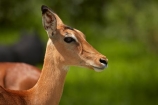 Aepyceros-melampus;Aepyceros-melampus-melampus;Africa;African;African-animals;African-wildlife;animal;animals;antelope;antelopes;Botswana;female;game-drive;game-park;game-parks;Game-Reserve;game-reserves;game-viewing;impala;impalas;male;male-impala;male-impalas;males;mammal;mammals;Moremi;Moremi-Game-Reserve;Moremi-Reserve;national-park;national-parks;natural;nature;park;parks;reserve;reserves;safari;safaris;Southern-Africa;widlife-parks;wild;wilderness;wildlife;wildlife-park;wildlife-parks;wildlife-reserve;wildlife-reserves