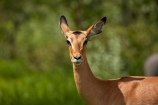 Aepyceros-melampus;Aepyceros-melampus-melampus;Africa;African;African-animals;African-wildlife;animal;animals;antelope;antelopes;Botswana;female;game-drive;game-park;game-parks;Game-Reserve;game-reserves;game-viewing;impala;impalas;male;male-impala;male-impalas;males;mammal;mammals;Moremi;Moremi-Game-Reserve;Moremi-Reserve;national-park;national-parks;natural;nature;park;parks;reserve;reserves;safari;safaris;Southern-Africa;widlife-parks;wild;wilderness;wildlife;wildlife-park;wildlife-parks;wildlife-reserve;wildlife-reserves