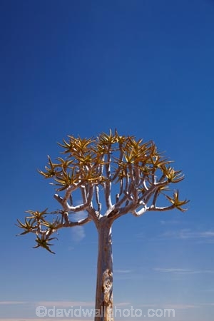 Africa;aloe;Aloe-dichotoma;aloes;bark;botany;desert-plant;desert-plants;Gondwana-Canon-park;Kokerboom-Tree;Kokerboom-Trees;Namibia;nature;plant;plants;Quiver-Tree;Quiver-Trees;quivers;Southern-Africa;Southern-Namiba;southern-Namibia;trees;vegetation