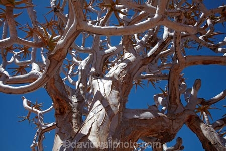 Africa;aloe;Aloe-dichotoma;aloes;bark;botany;desert-plant;desert-plants;Gondwana-Canon-park;Kokerboom-Tree;Kokerboom-Trees;Namibia;nature;plant;plants;Quiver-Tree;Quiver-Trees;quivers;Southern-Africa;Southern-Namiba;southern-Namibia;trees;vegetation