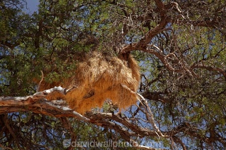 Acacia-tree;Acacia-trees;africa;african;big-large;bird-nest;bird-nests;birds-nest;birds-nests;colonies;colony;communities;community;flock;giant-nest;Gondwana-Canon-park;group;home;huge;huge-nest;nambia;Namibia;namibian;nest;nests;sociable;Sociable-Weavers-Nest;social;Southern-Africa;Southern-Namiba;tree;trees;weaver;weavers