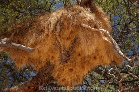Acacia-tree;Acacia-trees;africa;african;big-large;bird-nest;bird-nests;birds-nest;birds-nests;colonies;colony;communities;community;flock;giant-nest;Gondwana-Canon-park;group;home;huge;huge-nest;nambia;Namibia;namibian;nest;nests;sociable;Sociable-Weavers-Nest;social;Southern-Africa;Southern-Namiba;tree;trees;weaver;weavers