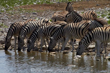 Africa;animal;animals;Burchells-zebra;Equus-quagga;Equus-quagga-burchellii;Etosha-N.P.;Etosha-National-Park;Etosha-NP;game-park;game-parks;game-reserve;game-reserves;mammal;mammals;Namibia;national-park;national-parks;Okaukuejo-waterhole;Plains-zebra;Southern-Africa;Steppenzebra;waterhole;waterholes;wildlife;wildlife-park;wildlife-parks;wildlife-reserve;wildlife-reserves;Zebra;zerbras