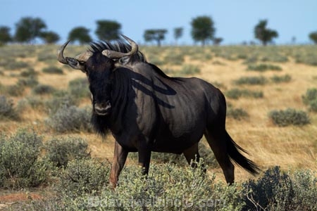 Africa;animal;animals;antelope;antelopes;blue-wildebeest;blue-wildebeests;common-wildebeest;common-wildebeests;Connochaetes-taurinus;Etosha-N.P.;Etosha-National-Park;Etosha-NP;game-park;game-parks;game-reserve;game-reserves;gnu;gnus;mammal;mammals;Namibia;national-park;national-parks;Southern-Africa;white_bearded-gnu;white_bearded-gnus;white_bearded-wildebeest;white_bearded-wildebeests;wildebeest;wildebeesties;wildebeests;wildlife;wildlife-park;wildlife-parks;wildlife-reserve;wildlife-reserves