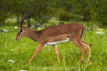 Aepyceros-melampus;Aepyceros-melampus-petersi;Africa;animal;animals;antelope;antelopes;black-faced-impala;black-faced-impalas;black_faced-impala;black_faced-impalas;blackfaced-impala;blackfaced-impalas;Etosha-N.P.;Etosha-National-Park;Etosha-NP;game-park;game-parks;game-reserve;game-reserves;game-viewing;impala;impalas;male;males;mammal;mammals;Namibia;national-park;national-parks;Southern-Africa;wildlife;wildlife-park;wildlife-parks;wildlife-reserve;wildlife-reserves