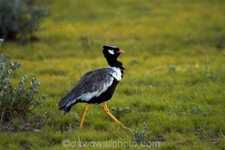 Africa;Afrotis-afraoides;Animal;animals;avian;bird;bird-spotting;bird-watching;bird_watching;birds;Black-Korhaan;Black-Korhaans;eco-tourism;eco_tourism;ecotourism;Etosha-N.P.;Etosha-National-Park;Etosha-NP;Fauna;game-drive;game-park;game-parks;game-reserve;game-reserves;game-viewing;Korhaan;Korhaans;Namibia;national-park;national-parks;natural;nature;Northern-Black-Korhaan;Northern-Black-Korhaans;Ornithology;reserve;reserves;Southern-Africa;White_quilled-Bustard;White_quilled-Bustards;wild;wilderness;wildlife;wildlife-park;wildlife-parks;wildlife-reserve;wildlife-reserves