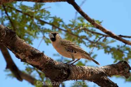 Africa;Animal;animals;avian;bird;bird-spotting;bird-watching;bird_watching;birds;eco-tourism;eco_tourism;ecotourism;Etosha-N.P.;Etosha-National-Park;Etosha-NP;Fauna;game-drive;game-park;game-parks;game-reserve;game-reserves;game-viewing;Namibia;national-park;national-parks;natural;nature;orange-sand;Ornithology;Philetairus-socius;reserve;reserves;Sociable-Weaver;Sociable-Weavers;Social-Weaver;Social-Weavers;Southern-Africa;tree;trees;wild;wilderness;wildlife;wildlife-park;wildlife-parks;wildlife-reserve;wildlife-reserves