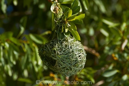 Africa;African-Masked-Weaver;African-Masked-Weavers;Animal;animals;avian;bird;bird-nest;bird-nests;bird-spotting;bird-watching;bird_watching;birds;birds-nest;birds-nests;eco-tourism;eco_tourism;ecotourism;Etosha-N.P.;Etosha-National-Park;Etosha-NP;Fauna;game-drive;game-park;game-parks;game-reserve;game-reserves;game-viewing;Masked-Weaver;Masked-Weavers;Namibia;national-park;national-parks;Natural;Nature;nest;nests;Ornithology;Ploceus-velatus;reserve;reserves;Southern-Africa;Southern-Masked-Weaver;Southern-Masked-Weavers;tree;trees;Weaver;weaver-nest;Weavers;weavers-nests;wild;wilderness;wildlife;wildlife-park;wildlife-parks;wildlife-reserve;wildlife-reserves