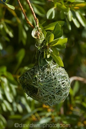 Africa;African-Masked-Weaver;African-Masked-Weavers;Animal;animals;avian;bird;bird-nest;bird-nests;bird-spotting;bird-watching;bird_watching;birds;birds-nest;birds-nests;eco-tourism;eco_tourism;ecotourism;Etosha-N.P.;Etosha-National-Park;Etosha-NP;Fauna;game-drive;game-park;game-parks;game-reserve;game-reserves;game-viewing;Masked-Weaver;Masked-Weavers;Namibia;national-park;national-parks;Natural;Nature;nest;nests;Ornithology;Ploceus-velatus;reserve;reserves;Southern-Africa;Southern-Masked-Weaver;Southern-Masked-Weavers;tree;trees;Weaver;weaver-nest;Weavers;weavers-nests;wild;wilderness;wildlife;wildlife-park;wildlife-parks;wildlife-reserve;wildlife-reserves