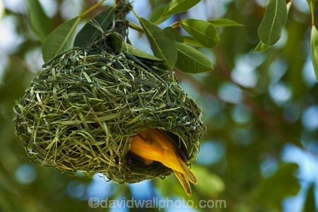 Africa;African-Masked-Weaver;African-Masked-Weavers;animal;animals;avian;bird;bird-nest;bird-nests;bird-spotting;bird-watching;bird_watching;birds;birds-nest;birds-nests;eco-tourism;eco_tourism;ecotourism;Etosha-N.P.;Etosha-National-Park;Etosha-NP;Fauna;game-park;game-parks;game-reserve;game-reserves;mammal;mammals;Masked-Weaver;Masked-Weavers;Namibia;national-park;national-parks;Natural;Nature;nest;nests;Ornithology;Ploceus-velatus;Southern-Africa;Southern-Masked-Weaver;Southern-Masked-Weavers;tree;trees;Weaver;Weavers;wild;wildlife;wildlife-park;wildlife-parks;wildlife-reserve;wildlife-reserves