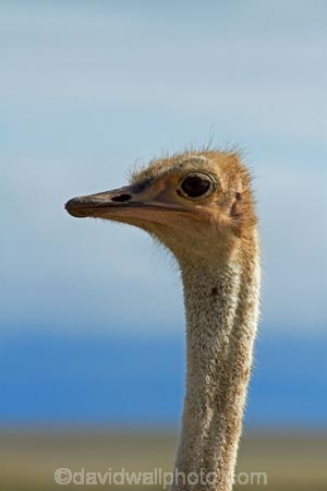 Africa;animal;animals;bird;bird-spotting;birds;Etosha-N.P.;Etosha-National-Park;Etosha-NP;game-drive;game-park;game-parks;game-reserve;game-reserves;game-viewing;Namibia;national-park;national-parks;natural;nature;Ostrich;ostriches;reserve;reserves;Southern-Africa;Struthio-camelus;wild;wilderness;wildlife;wildlife-park;wildlife-parks;wildlife-reserve;wildlife-reserves