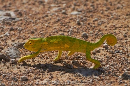 Africa;chamaeleon;Chameleon;Chameleons;Etosha-N.P.;Etosha-National-Park;Etosha-NP;game-park;game-parks;game-reserve;game-reserves;lizard;lizards;Namibia;national-park;national-parks;reptile;reptiles;Southern-Africa;wildlife-park;wildlife-parks;wildlife-reserve;wildlife-reserves