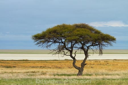 acacia;acacia-tree;acacia-trees;acacias;Africa;alkalii-flat;barren;barreness;basin;clay-pan;clay-pans;depression;desert;deserts;desolate;dry;dry-lake;dry-lake-bed;dry-lake-beds;dry-lakes;empty;endorheric;endorheric-basin;endorheric-basins;endorheric-lake;Etosha-N.P.;Etosha-National-Park;Etosha-NP;Etosha-Pan;extreme;flat;game-park;game-parks;game-reserve;game-reserves;geographic;geography;glare;glary;hostile;huge;lake;lake-bed;lake-beds;lakes;Namibia;national-park;national-parks;pan;pans;playa;playas;remote;remoteness;sabkha;saline;salt;salt-crust;salt-lake;salt-lakes;salt-pan;salt-pans;salt_pan;salt_pans;saltpan;saltpans;salty;Southern-Africa;tree;trees;vast;vlei;white;white-surface;wilderness;wildlife-park;wildlife-parks;wildlife-reserve;wildlife-reserves