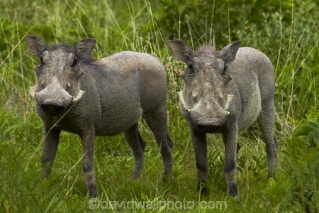 Africa;animal;animals;Common-Warthog;Common-Warthogs;Etosha-N.P.;Etosha-National-Park;Etosha-NP;game-park;game-parks;game-reserve;game-reserves;mammal;mammals;Namibia;national-park;national-parks;Phacochoerus-africanus;Phacochoerus-africanus-sundevallii;Southern-Africa;Southern-Warthog;Warthog;Warthogs;wildlife;wildlife-park;wildlife-parks;wildlife-reserve;wildlife-reserves