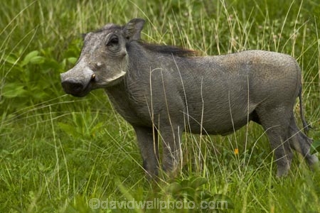 Africa;animal;animals;Common-Warthog;Common-Warthogs;Etosha-N.P.;Etosha-National-Park;Etosha-NP;game-park;game-parks;game-reserve;game-reserves;mammal;mammals;Namibia;national-park;national-parks;Phacochoerus-africanus;Phacochoerus-africanus-sundevallii;Southern-Africa;Southern-Warthog;Warthog;Warthogs;wildlife;wildlife-park;wildlife-parks;wildlife-reserve;wildlife-reserves