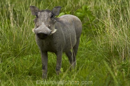 Africa;animal;animals;Common-Warthog;Common-Warthogs;Etosha-N.P.;Etosha-National-Park;Etosha-NP;game-park;game-parks;game-reserve;game-reserves;mammal;mammals;Namibia;national-park;national-parks;Phacochoerus-africanus;Phacochoerus-africanus-sundevallii;Southern-Africa;Southern-Warthog;Warthog;Warthogs;wildlife;wildlife-park;wildlife-parks;wildlife-reserve;wildlife-reserves
