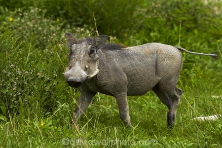 Africa;animal;animals;Common-Warthog;Common-Warthogs;Etosha-N.P.;Etosha-National-Park;Etosha-NP;game-park;game-parks;game-reserve;game-reserves;mammal;mammals;Namibia;national-park;national-parks;Phacochoerus-africanus;Phacochoerus-africanus-sundevallii;Southern-Africa;Southern-Warthog;Warthog;Warthogs;wildlife;wildlife-park;wildlife-parks;wildlife-reserve;wildlife-reserves
