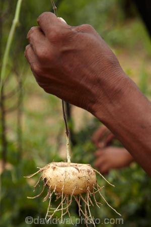 Africa;African;African-bush;bush;bush-potato;bush-potatoes;Bushman;Bushman-Living-Museum;Bushmanland;Bushmen;cultural;cultural-exchange;culture;edible-root;edible-roots;forager-society;Grashoek-Living-Museum;Grashoek-village;hunter_gatherer;Hunting-and-gathering;Ju-Hoansi_San-Living-Museum;JuHoansi;JuHoansi_San-people;Living-Museum;Living-Museum-of-the-Ju-Hoansi_San;Living-Museum-of-the-JuHoansi_San;Living-Museums;Namibia;Otjozondjupa-District;Otjozondjupa-Region;people;person;San;San-Living-Museum;San-people;Southern-Africa;tradition;traditional;Traditional-Bushman-Culture;Traditional-San-Culture;tree-root;tree-roots;tribe