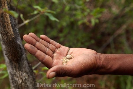 Africa;African;African-bush;bark;bush;Bushman;Bushman-Living-Museum;Bushmanland;Bushmen;cultural;cultural-exchange;culture;forager-society;Grashoek-Living-Museum;Grashoek-village;hunter_gatherer;Hunting-and-gathering;Ju-Hoansi_San-Living-Museum;JuHoansi;JuHoansi_San-people;Living-Museum;Living-Museum-of-the-Ju-Hoansi_San;Living-Museum-of-the-JuHoansi_San;Living-Museums;Namibia;Otjozondjupa-District;Otjozondjupa-Region;people;person;San;San-Living-Museum;San-people;seed;seeds;Southern-Africa;tradition;traditional;Traditional-Bushman-Culture;traditional-medicine;Traditional-San-Culture;tree;tribe