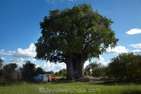 4wd;4wds;4wds;4x4;4x4s;4x4s;Adansonia-digitata;Africa;Baobab;baobab-tree;baobab-trees;Baobabs;Bushlore;Bushlore-4x4;Bushlore-4x4-camper;camper;campers;child;children;cream-of-tartar-tree.;double-cab-hilux;families;family;family-holiday;family-holidays;four-by-four;four-by-fours;four-wheel-drive;four-wheel-drives;Hilux;hilux-camper;Hiluxes;holiday;holidays;monkey_bread-tree;Namibia;Nyae-Nyae-Conservancy;Otjozondjupa-District;Otjozondjupa-Region;people;person;remote;remoteness;roof-tent;roof-tents;Southern-Africa;sports-utility-vehicle;sports-utility-vehicles;suv;suvs;tourism;tourist;tourists;Toyota;toyota-camper;Toyota-Hilux;Toyota-Hiluxes;Toyotas;Tsumkwe;twin-cab-hilux;upside_down-tree;vehicle;vehicles;wilderness