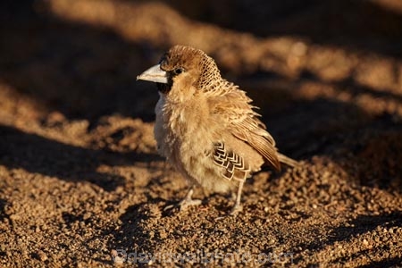 karas;karas-region;Africa;African;animal;animals;avian;bird;bird-spotting;bird-watching;bird_watching;birds;eco-tourism;eco_tourism;ecotourism;Fauna;Keetmanshoop;Mesosaurus-Camp;Mesosaurus-Fossil-Camp;Namibia;Natural;Nature;Ornithology;Philetairus-socius;Sociable-Weaver;Sociable-Weavers;Social-Weaver;Social-Weavers;Southern-Africa;wild;wildlife