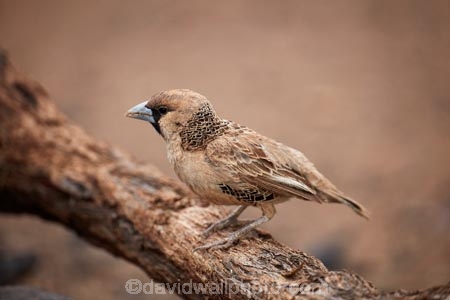 karas;karas-region;Africa;African;animal;animals;avian;bird;bird-spotting;bird-watching;bird_watching;birds;eco-tourism;eco_tourism;ecotourism;Fauna;Keetmanshoop;Mesosaurus-Camp;Mesosaurus-Fossil-Camp;Namibia;Natural;Nature;Ornithology;Philetairus-socius;Sociable-Weaver;Sociable-Weavers;Social-Weaver;Social-Weavers;Southern-Africa;wild;wildlife