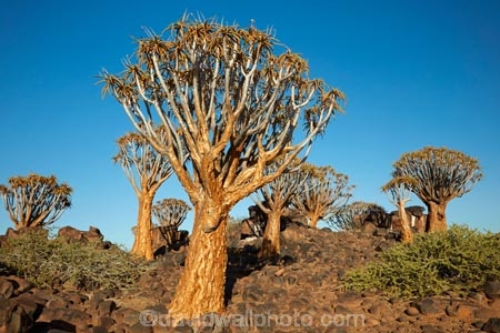 karas;karas-region;africa;african;aloe;Aloe-dichotoma;aloes;bark;botany;desert;desert-plant;desert-plants;forest;forests;Keetmanshoop;kokerboom-forest;Kokerboom-Tree;Kokerboom-Trees;Mesosaurus-Camp;Mesosaurus-Fossil-Camp;nambia;Namib-Desert;Namibia;namibian;nature;plant;plants;Quiver-Tree;quiver-tree-forest;Quiver-Trees;quivers;quivertree-forest;Southern-Africa;Southern-Namiba;southern-Namibia;tree;trees;unusual;vegetation;Aloidendron-dichotomum