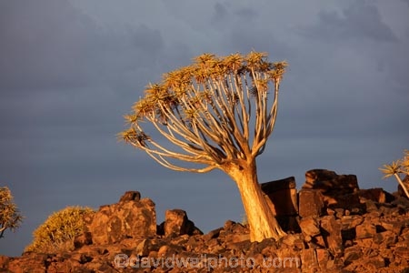 karas;karas-region;africa;african;aloe;Aloe-dichotoma;aloes;bark;botany;desert;desert-plant;desert-plants;forest;forests;Keetmanshoop;kokerboom-forest;Kokerboom-Tree;Kokerboom-Trees;Mesosaurus-Camp;Mesosaurus-Fossil-Camp;nambia;Namib-Desert;Namibia;namibian;nature;plant;plants;Quiver-Tree;quiver-tree-forest;Quiver-Trees;quivers;quivertree-forest;Southern-Africa;Southern-Namiba;southern-Namibia;tree;trees;unusual;vegetation;Aloidendron-dichotomum