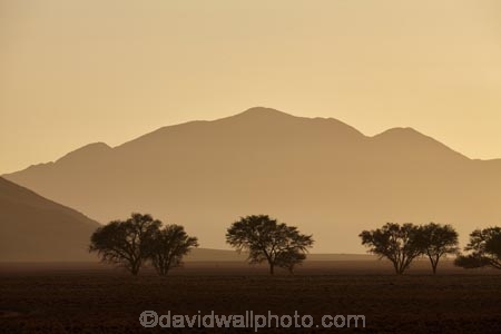 acacia;acacia-tree;acacia-trees;Africa;African;desert;deserts;light;mountain;mountain-range;Namib-Desert;Namib-Rand;Namib-Rand-Nature-Reserve;Namibia;NamibRand;NamibRand-Family-Hideout;NamibRand-Nature-Reserve;NamibRand-Reserve;NRNR;plain;sand;sandy;silhouette;slihouettes;Southern-Africa;Southern-Namibia;tree;trees