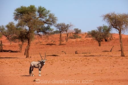 acacia;acacia-tree;acacia-trees;Africa;african;Animal;Animals;Antelope;Antelopes;arid;desert;deserts;dry;expanse;Gemsbok;gemsboks;hot;Mammal;Mammals;Namib-Desert;Namib-Rand;Namib-Rand-Nature-Reserve;Namibia;NamibRand;NamibRand-Nature-Reserve;NamibRand-Reserve;natural;Nature;NRNR;orange-sand;Oryx;oryx-gazella;oryxes;oryxs;remote;remoteness;reserve;reserves;safari;safaris;sand;sandy;Southern-Africa;Southern-Namibia;tree;trees;Wild;wilderness;Wildlife