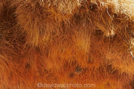 707-road;africa;african;big-large;big-nest;big-nests;bird-nest;bird-nests;birds-nest;birds-nests;colonies;colony;communities;community;D707-road;flock;giant-nest;giant-nests;group;home;huge;huge-nest;huge-nests;nambia;Namib-Desert;Namibia;namibian;nest;nests;sociable;Sociable-Weaver;Sociable-Weaver-Nest;Sociable-Weavers;Sociable-Weavers-Nest;social;social-weaver-nest;Southern-Africa;tree;trees;weaver;weavers