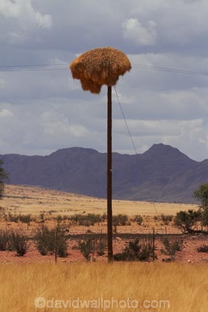 707-road;africa;african;animal;big-large;bird-birds;bird-nest;bird-nests;birds-nest;birds-nests;colonies;colony;communities;community;D707-road;flock;giant-nest;group;home;huge;huge-nest;line;lines;nambia;Namib-Desert;Namibia;namibian;nest;nests;Philetairus-socius;pole;poles;post;posts;power-line;power-lines;power-pole;power-poles;sociable;Sociable-Weaver;Sociable-Weaver-Nest;Sociable-Weavers;Sociable-Weavers-Nest;social;Social-Weaver;social-weaver-nest;Social-Weavers;Social-Weavers-Nest;Southern-Africa;telegraph-line;telegraph-lines;telegraph-pole;telegraph-poles;tree;trees;weaver;weavers;wildlife;wire;wires