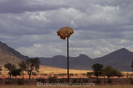 707-road;africa;african;animal;big-large;bird-birds;bird-nest;bird-nests;birds-nest;birds-nests;colonies;colony;communities;community;D707-road;flock;giant-nest;group;home;huge;huge-nest;line;lines;nambia;Namib-Desert;Namibia;namibian;nest;nests;Philetairus-socius;pole;poles;post;posts;power-line;power-lines;power-pole;power-poles;sociable;Sociable-Weaver;Sociable-Weaver-Nest;Sociable-Weavers;Sociable-Weavers-Nest;social;Social-Weaver;social-weaver-nest;Social-Weavers;Social-Weavers-Nest;Southern-Africa;telegraph-line;telegraph-lines;telegraph-pole;telegraph-poles;tree;trees;weaver;weavers;wildlife;wire;wires