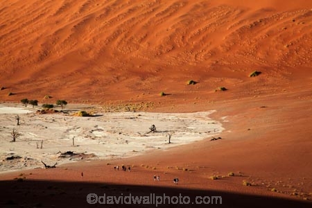 900-year-old-trees;adventure;adventurous;Africa;arid;big-dunes;children;clay-pan;clay-pans;dead-tree;dead-trees;Dead-Vlei;Deadvlei;desert;deserts;dry;dry-lake;dry-lake-bed;dry-lake-beds;dry-lakes;dune;dunes;families;family;giant-dune;giant-dunes;giant-sand-dune;giant-sand-dunes;holiday;holidays;hot;huge-dunes;lake-bed;large-dunes;Namib-Desert;Namib-Naukluft-N.P.;Namib-Naukluft-National-Park;Namib-Naukluft-NP;Namib_Naukluft-N.P.;Namib_Naukluft-National-Park;Namib_Naukluft-NP;Namibia;national-park;national-parks;natural;orange-sand;pan;people;person;remote;remoteness;reserve;reserves;salt-pan;salt-pans;sand;sand-dune;sand-dunes;sand-hill;sand-hills;sand_dune;sand_dunes;sand_hill;sand_hills;sanddune;sanddunes;sandhill;sandhills;sandy;Sossusvlei;Southern-Africa;tourism;tourist;tourists;tree-trunk;tree-trunks;vlei;white-clay-pan;wilderness