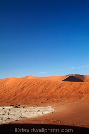 900-year-old-trees;adventure;adventurous;Africa;arid;big-dunes;children;clay-pan;clay-pans;dead-tree;dead-trees;Dead-Vlei;Deadvlei;desert;deserts;dry;dry-lake;dry-lake-bed;dry-lake-beds;dry-lakes;dune;dunes;families;family;giant-dune;giant-dunes;giant-sand-dune;giant-sand-dunes;holiday;holidays;hot;huge-dunes;lake-bed;large-dunes;Namib-Desert;Namib-Naukluft-N.P.;Namib-Naukluft-National-Park;Namib-Naukluft-NP;Namib_Naukluft-N.P.;Namib_Naukluft-National-Park;Namib_Naukluft-NP;Namibia;national-park;national-parks;natural;orange-sand;pan;people;person;remote;remoteness;reserve;reserves;salt-pan;salt-pans;sand;sand-dune;sand-dunes;sand-hill;sand-hills;sand_dune;sand_dunes;sand_hill;sand_hills;sanddune;sanddunes;sandhill;sandhills;sandy;Sossusvlei;Southern-Africa;tourism;tourist;tourists;tree-trunk;tree-trunks;vlei;white-clay-pan;wilderness