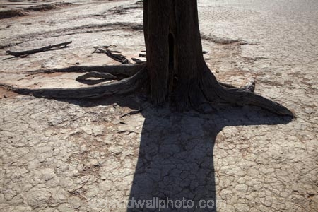 900-year-old-trees;Africa;clay-pan;clay-pans;dead-tree;dead-trees;Dead-Vlei;Deadvlei;desert;deserts;dry-lake;dry-lake-bed;dry-lake-beds;dry-lakes;lake-bed;Namib-Desert;Namib-Naukluft-N.P.;Namib-Naukluft-National-Park;Namib-Naukluft-NP;Namib_Naukluft-N.P.;Namib_Naukluft-National-Park;Namib_Naukluft-NP;Namibia;national-park;national-parks;pan;reserve;reserves;salt-pan;salt-pans;shadow;shadows;Sossusvlei;Southern-Africa;tree-trunk;tree-trunks;vlei;white-clay-pan