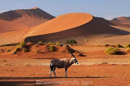 africa;african;Animal;Animals;Antelope;Antelopes;arid;big-dunes;desert;deserts;dry;dune;dunes;expanse;Gemsbok;gemsboks;giant-dune;giant-dunes;giant-sand-dune;giant-sand-dunes;hot;huge-dunes;large-dunes;Mammal;Mammals;Namib-Desert;Namib-Naukluft-N.P.;Namib-Naukluft-National-Park;Namib-Naukluft-NP;Namib_Naukluft-N.P.;Namib_Naukluft-National-Park;Namib_Naukluft-NP;Namibia;national-park;national-parks;natural;Nature;orange-sand;Oryx;Oryx-gazella;oryxes;oryxs;remote;remoteness;reserve;reserves;sand;sand-dune;sand-dunes;sand-hill;sand-hills;sand_dune;sand_dunes;sand_hill;sand_hills;sanddune;sanddunes;sandhill;sandhills;sandy;Sossusvlei;Southern-Africa;Wild;wilderness;Wildlife