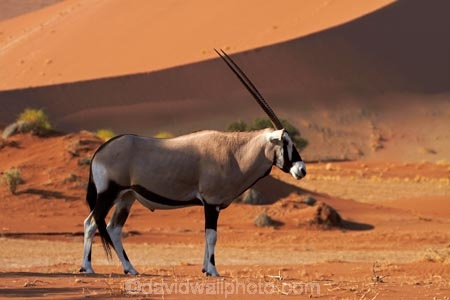 africa;african;Animal;Animals;Antelope;Antelopes;arid;big-dunes;desert;deserts;dry;dune;dunes;expanse;Gemsbok;gemsboks;giant-dune;giant-dunes;giant-sand-dune;giant-sand-dunes;hot;huge-dunes;large-dunes;Mammal;Mammals;Namib-Desert;Namib-Naukluft-N.P.;Namib-Naukluft-National-Park;Namib-Naukluft-NP;Namib_Naukluft-N.P.;Namib_Naukluft-National-Park;Namib_Naukluft-NP;Namibia;national-park;national-parks;natural;Nature;orange-sand;Oryx;Oryx-gazella;oryxes;oryxs;remote;remoteness;reserve;reserves;sand;sand-dune;sand-dunes;sand-hill;sand-hills;sand_dune;sand_dunes;sand_hill;sand_hills;sanddune;sanddunes;sandhill;sandhills;sandy;Sossusvlei;Southern-Africa;Wild;wilderness;Wildlife