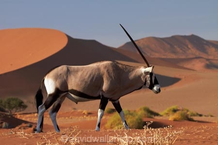 africa;african;Animal;Animals;Antelope;Antelopes;arid;big-dunes;desert;deserts;dry;dune;dunes;expanse;Gemsbok;gemsboks;giant-dune;giant-dunes;giant-sand-dune;giant-sand-dunes;hot;huge-dunes;large-dunes;Mammal;Mammals;Namib-Desert;Namib-Naukluft-N.P.;Namib-Naukluft-National-Park;Namib-Naukluft-NP;Namib_Naukluft-N.P.;Namib_Naukluft-National-Park;Namib_Naukluft-NP;Namibia;national-park;national-parks;natural;Nature;orange-sand;Oryx;Oryx-gazella;oryxes;oryxs;remote;remoteness;reserve;reserves;sand;sand-dune;sand-dunes;sand-hill;sand-hills;sand_dune;sand_dunes;sand_hill;sand_hills;sanddune;sanddunes;sandhill;sandhills;sandy;Sossusvlei;Southern-Africa;Wild;wilderness;Wildlife