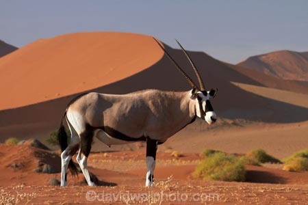 africa;african;Animal;Animals;Antelope;Antelopes;arid;big-dunes;desert;deserts;dry;dune;dunes;expanse;Gemsbok;gemsboks;giant-dune;giant-dunes;giant-sand-dune;giant-sand-dunes;hot;huge-dunes;large-dunes;Mammal;Mammals;Namib-Desert;Namib-Naukluft-N.P.;Namib-Naukluft-National-Park;Namib-Naukluft-NP;Namib_Naukluft-N.P.;Namib_Naukluft-National-Park;Namib_Naukluft-NP;Namibia;national-park;national-parks;natural;Nature;orange-sand;Oryx;Oryx-gazella;oryxes;oryxs;remote;remoteness;reserve;reserves;sand;sand-dune;sand-dunes;sand-hill;sand-hills;sand_dune;sand_dunes;sand_hill;sand_hills;sanddune;sanddunes;sandhill;sandhills;sandy;Sossusvlei;Southern-Africa;Wild;wilderness;Wildlife