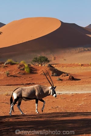 africa;african;Animal;Animals;Antelope;Antelopes;arid;big-dunes;desert;deserts;dry;dune;dunes;expanse;Gemsbok;gemsboks;giant-dune;giant-dunes;giant-sand-dune;giant-sand-dunes;hot;huge-dunes;large-dunes;Mammal;Mammals;Namib-Desert;Namib-Naukluft-N.P.;Namib-Naukluft-National-Park;Namib-Naukluft-NP;Namib_Naukluft-N.P.;Namib_Naukluft-National-Park;Namib_Naukluft-NP;Namibia;national-park;national-parks;natural;Nature;orange-sand;Oryx;Oryx-gazella;oryxes;oryxs;remote;remoteness;reserve;reserves;sand;sand-dune;sand-dunes;sand-hill;sand-hills;sand_dune;sand_dunes;sand_hill;sand_hills;sanddune;sanddunes;sandhill;sandhills;sandy;Sossusvlei;Southern-Africa;Wild;wilderness;Wildlife