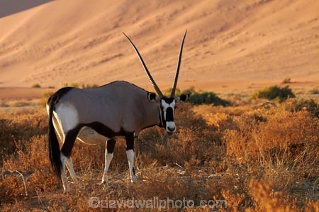 africa;african;Animal;Animals;Antelope;Antelopes;arid;desert;deserts;dry;dune;dunes;expanse;Gemsbok;gemsboks;hot;Mammal;Mammals;Namib-Desert;Namib-Naukluft-N.P.;Namib-Naukluft-National-Park;Namib-Naukluft-NP;Namib_Naukluft-N.P.;Namib_Naukluft-National-Park;Namib_Naukluft-NP;Namibia;national-park;national-parks;natural;Nature;orange-sand;Oryx;Oryx-gazella;oryxes;oryxs;remote;remoteness;reserve;reserves;sand;sand-dune;sand-dunes;sand-hill;sand-hills;sand_dune;sand_dunes;sand_hill;sand_hills;sanddune;sanddunes;sandhill;sandhills;sandy;Sossusvlei;Southern-Africa;Wild;wilderness;Wildlife